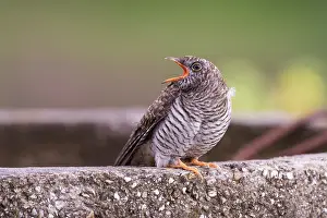 Shouting: Common Cuckoo
