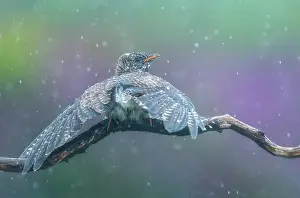 Downpour: Common Cuckoo