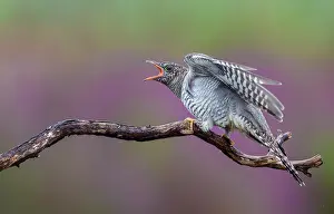 Shouting: Common Cuckoo