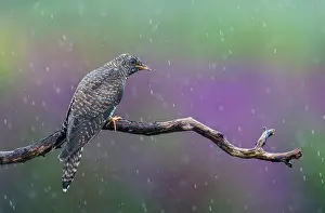 Canorus: Common Cuckoo