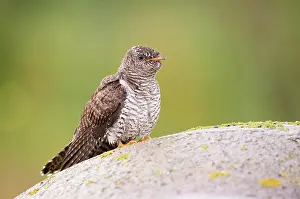 Canorus: Common Cuckoo