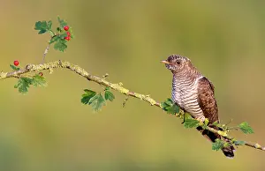 Canorus: Common Cuckoo