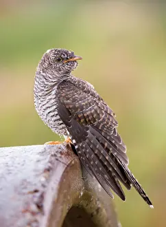 Canorus: Common Cuckoo