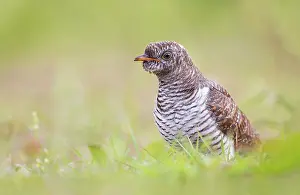 Canorus: Common Cuckoo