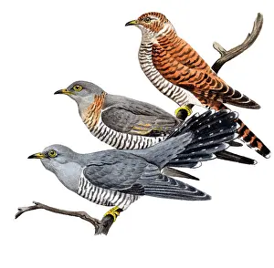 Canorus: Common Cuckoo