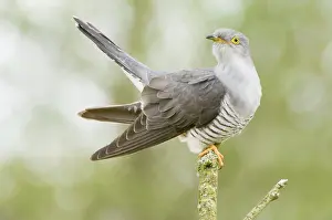 Cuculus: Common Cuckoo - Adult male display