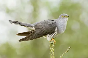 Cuculus: Common Cuckoo - Adult male display