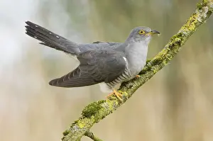 Cuculus: Common Cuckoo - Adult male display
