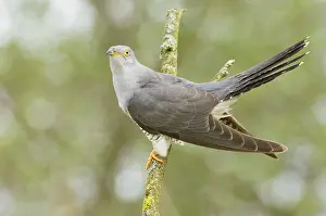 Cuculus: Common Cuckoo - Adult male display