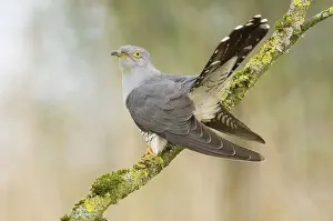 Cuculus: Common Cuckoo - Adult male display