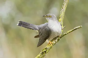 Canorus: Common Cuckoo - Adult male display