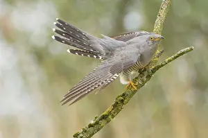 Canorus: Common Cuckoo - Adult male display