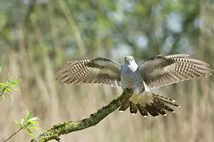Canorus: Common Cuckoo - Adult male display