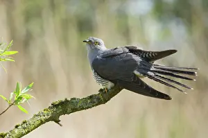 Canorus: Common Cuckoo - Adult male display