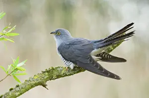 Canorus: Common Cuckoo - Adult male display