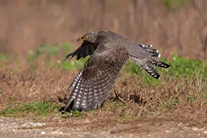 Cuckoo: common cuckoo, Cuculus canorus. This bird is a vagrant in th