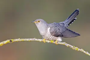 Sound: Common cuckoo (Cuculus canorus) calling, courtin