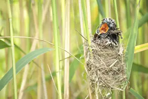 Cuckoo: Common Cuckoo (Cuculus canorus) chick at nest, s