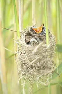 Cuckoo: Common Cuckoo (Cuculus canorus) chick at nest, s