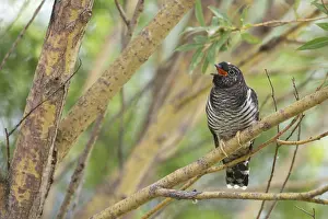 Fledgling: Common Cuckoo (Cuculus canorus) juvenile near the nest of an Eurasian Reed Warbler