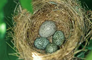 Canorus: Common Cuckoo - Eggs of the reed warbler and of