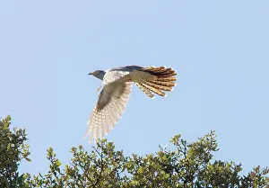 Cuckoos: Common Cuckoo in flight