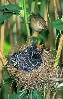 Canorus: Common Cuckoo - Juvenile is growing too big for