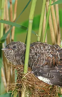 Canorus: Common Cuckoo - Juvenile is growing too big for