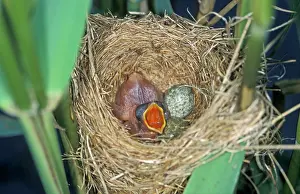 Canorus: Common Cuckoo - Juvenile in Reed Warbler nest -