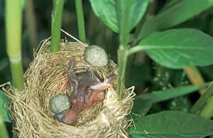 Throwing: Common Cuckoo - Juvenile throwing the eggs of the