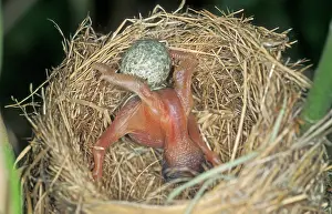 Throwing: Common Cuckoo - Juvenile is throwing eggs of Reed