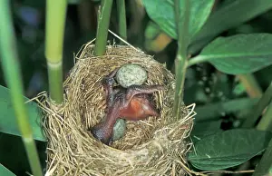 Throwing: Common Cuckoo - Juvenile is throwing eggs of Reed