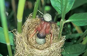 Throwing: Common Cuckoo - Juvenile is throwing eggs of Reed