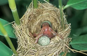 Throwing: Common Cuckoo - Juvenile is throwing eggs of Reed