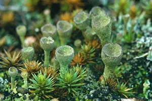 Cladonia: Common Cup Lichen / Pixy Cup Lichen