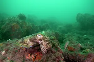 Poole: Common Cuttlefish