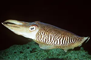 Cuttlefish: COMMON CUTTLEFISH