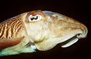 Cuttlefish: COMMON CUTTLEFISH - close-up head