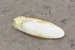 Bone: Common Cuttlefish - Cuttlebone on sandy seashore