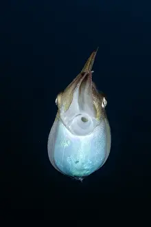 Protostomia: Common cuttlefish (Sepia officinalis) on black background