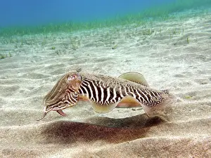 Canary: Common cuttlefish (Sepia officinalis). Dive site