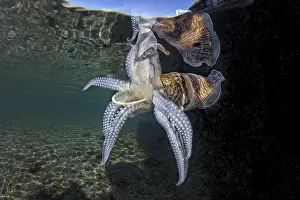 Scrap: Common cuttlefish (Sepia officinalis) eating a discarded