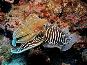 Canary: Common cuttlefish (Sepia officinalis), El Cabron