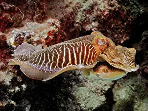 Canary: Common cuttlefish (Sepia officinalis), El Cabron