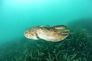 Beds: Common cuttlefish (Sepia officinalis) above Posidonia
