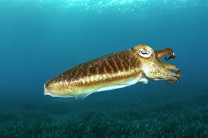 Beds: Common Cuttlefish, (Sepia officinalis), in shallow