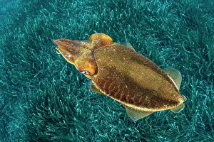 Beds: Common Cuttlefish, (Sepia officinalis), in shallow