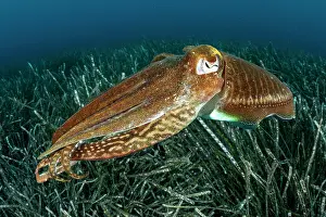 Beds: Common Cuttlefish, (Sepia officinalis), in shallow