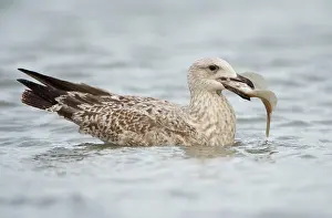 Herring: Common Dab