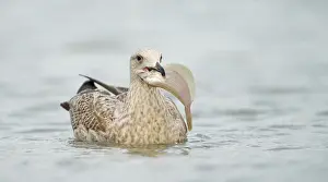 Herring: Common Dab